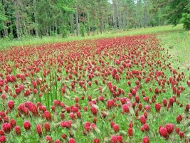 Bloomys 1000 Seeds Crimson Clover Seeds Groundcover Food Plot Native Wil... - $10.38