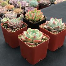 Variety Assorted Rosette Echeveria Succulent Rooted 2&quot; Plant Pot Garden Decor - £25.56 GBP+