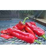 Jemez Chile Seed - native to the high mountain valleys near Jemez Pueblo - $100.89 MXN