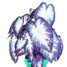 120 pcs Caladium Seeds - White Big Leaves with Greyish Purple Edge FRESH SEEDS - £6.61 GBP