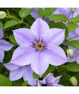 Skyfall Clematis Seeds For Planting, 25 Seeds - $19.11