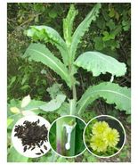 25+ Wild/Opium Lettuce Seeds (Lactuca virosa) - $19.00