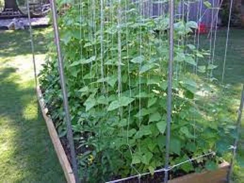 Kentucky Wonder Pole Bean Seed Pole Bean US Fast Shipping - $55.68 MXN
