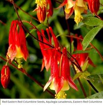 Columbine EASTERN RED PartShade Attracts Pollinators Non-GMO 200 Seeds - £7.30 GBP