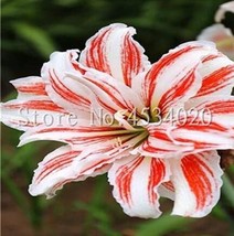 200 seeds Tawny Daylily Seeds White Red Stripes Double Flowers - $10.99