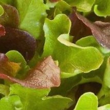 Heatwave Mix Lettuce Seeds Fresh Garden USA Shipping - $8.50