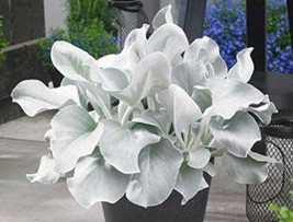 100 Seeds Angel Wings Plant Seeds Beautiful - $14.11