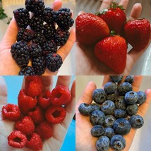 Mixed Berry Variety Pack Best Sellers Seeds Bulk Fruit Nongmo Organic Fresh Gard - £7.32 GBP