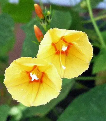 Ipomoea Hederifolia Pumpkin 5 Seeds Fresh Garden - £14.05 GBP