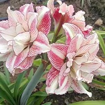 2 Amaryllis Vittata Bulbs Fw95210-67 Garden - £33.83 GBP