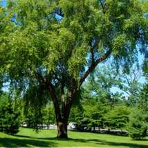 36&quot; Tall Live Plant 3 Foot Bareroot Seedling River Birch Tree Betula nigra - £57.47 GBP