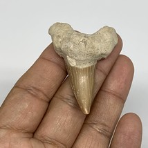 13.9g, 2&quot;X 1.4&quot;x 0.6&quot; Natural Fossils Fish Shark Tooth @Morocco, B12615 - £4.78 GBP