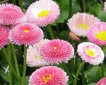 200 Seeds English Daisy Double Mix Seeds Easy To Grow 2 - $6.58