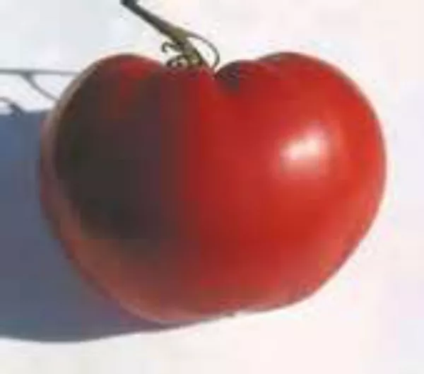 USA Seller FreshAustralian Heart Tomato We Sell 300 Types Of Tomatoes - £10.96 GBP