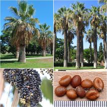 Washingtonia Filifera Seeds 1000 Und California Fan Palm Tree Rare Plant... - $50.00