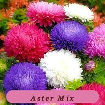 185 Seeds Aster Ready To Bloom Powder Puff Mix China Cut Flower - $37.05 MXN