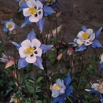 USA Seller 25 Heavenly Blue And White Mix Aquilegia Columbine Perennial Flower S - $21.51