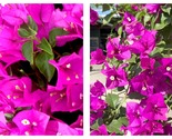 Bougainvillea ROYALE PURPLE Small Well Rooted Starter Plant - £36.86 GBP
