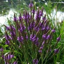 HS Verbena Blue Vervain Hastata 100 Seeds  - $6.06