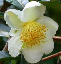 5 Pc Seeds Camellia Sinensis Flower Plant, Camellia Seeds for Planting | RK - £19.83 GBP