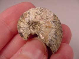 (F424-G) 1-1/8&quot; Ammonite fossil ammonites extinct marine molluscs shell ... - $10.39