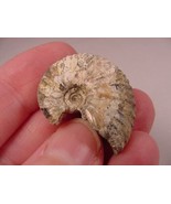 (F424-G) 1-1/8&quot; Ammonite fossil ammonites extinct marine molluscs shell ... - $10.39