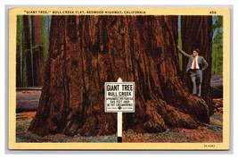 Giant Tree Bull Creek Flat Redwood Highway CA California Linen Postcard Z2 - £2.30 GBP