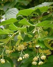 50 seeds, American Linden Tree Seeds SH11491C - $19.98