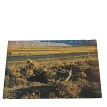 Postcard Great Sand Dunes National Park Coyote Chrome Unposted - £5.53 GBP