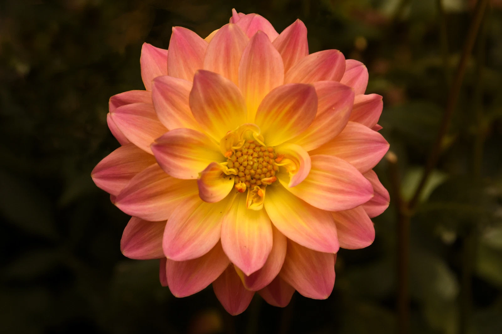 50 ORANGE POMPOM DAHLIA Seeds (Dahlia variabilis) | NON-GMO | - $16.38