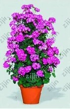 PWO Fresh Climbing Geranium Flower, Purple - £7.38 GBP