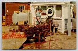 Maine Lobster Weighing Station 1962 Bar Harbor To Mount Wolf PA Postcard C33 - $8.95