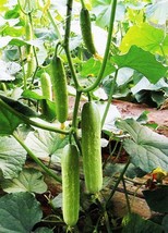 1 Pack 100 Chinese Spring &amp; Autumn Cucumber Seeds Cucumis Cuke Seed Organic - $4.35