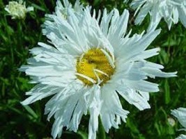 50 Chrysanthemum White Crazy Daisy Flower Seeds / Perennial / Ox Eye Daisy  SG - £11.88 GBP