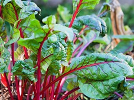 Ruby Red Swis Chard Seeds Fresh Nongmo Salad Greens Colorful 50 SeedsFro... - $8.35