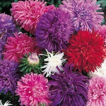 FA Store 100 Seeds Aster Ostrich Feather Cut Flowers Annual Attracts Pollinators - £7.90 GBP