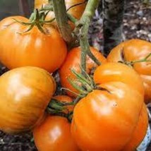 Organic Cherokee Tiger Orange Dwarf Tomato 10 Seeds Fresh Seeds USA Seller - £9.48 GBP