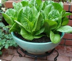 1000 ROMAINE LETTUCE Seeds - $9.00