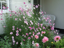 Grow In US 200 Cosmos Candy Stripe Flowers Garden Us Seller  Free Shipping - £6.60 GBP