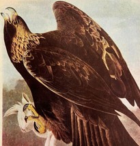 Golden Eagle Bird 1946 Color Plate Print John James Audubon Nature DWV2E - £31.38 GBP