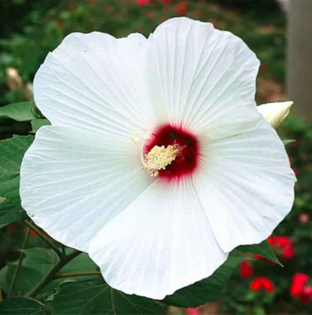 Hibiscus Moscheutos 100 Seeds | Tropical Flower - $5.52