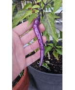 KBT Argentinian Buena Mulata Purple Pepper Seeds 15 Spicy Bulk Seeds - $12.85