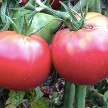 Fresh Seeds USA Seller Rose De Berne Tomato Seeds - £3.71 GBP