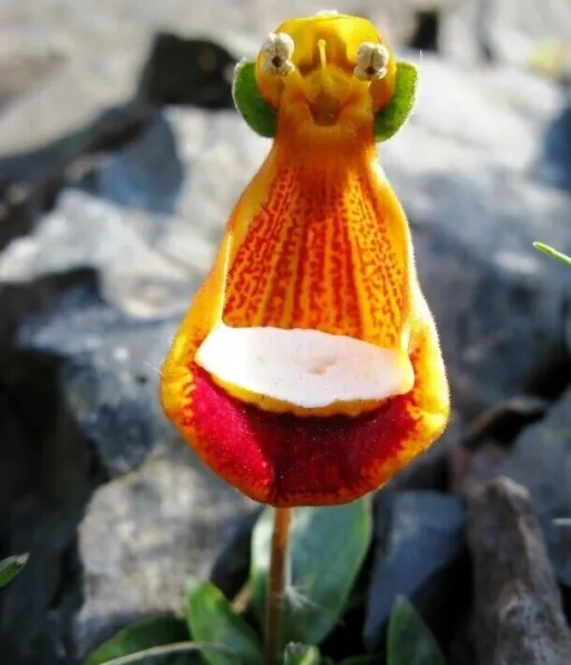 Darwins Slipper Flowers Easy To Plant 15 Authentic Seeds Fresh Garden - £9.39 GBP