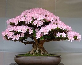 Azalea Easy to Grow Rhododendron Flower, 100 SEEDS D - £14.37 GBP
