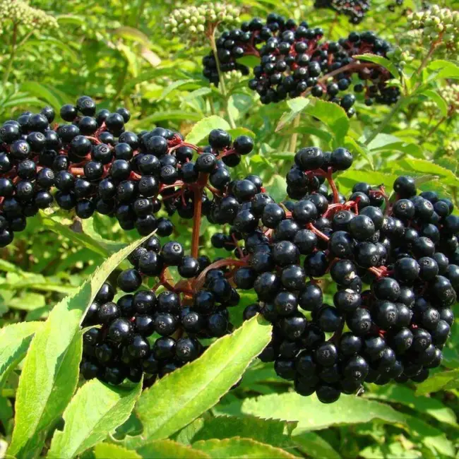 American Elderberry Seeds 50 Seeds To Plant Sambucus Canadensis Non Gmo Fresh Ga - £14.14 GBP