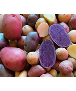 KKG Potato Tuber Mix 2 Lb Purple Red Yellow Yukon Russet Organic Potatoe... - $34.37