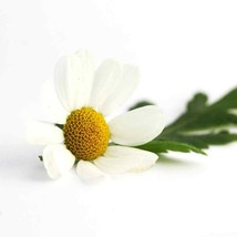 Feverfew (Chrysanthemum Parthenium) - Min 50 seeds - £3.94 GBP