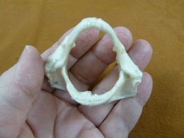 (SJ-00-121) Rare 2-1/4&quot; Bamboo SHARK jaw t**th jaws Chiloscyllium ichtho... - £16.24 GBP