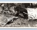 RPPC Native Black Bear Washington State WA Ellis Photo 391 UNP Postcard N6 - $4.90